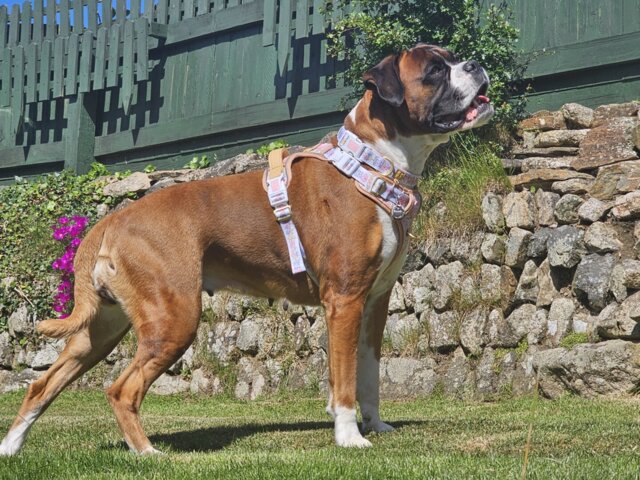 Pastel Petals - Supaw Strong™ Dog Harness (XS-XL)