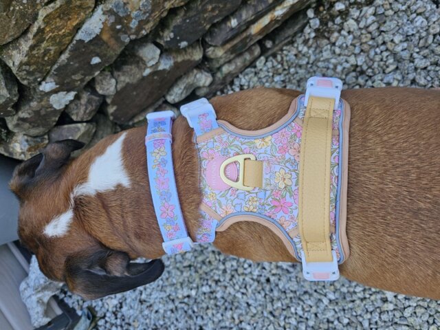 Pastel Petals - Dog Collar + ID Tag Holder