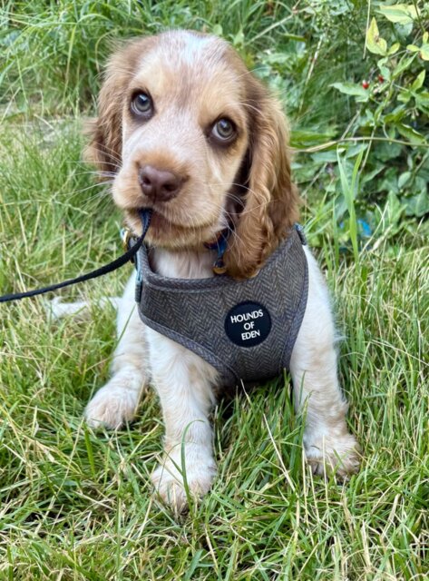 Max Tweed Effect Harness