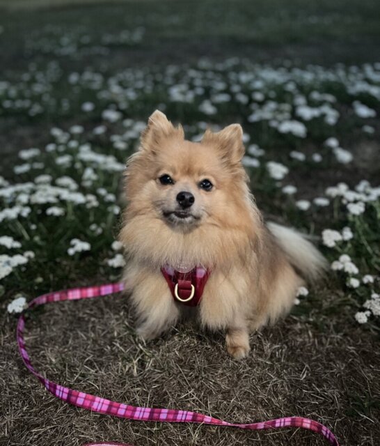 Rose Berry Plaid - Supaw Strong™ Lite Dog Harness (XS-XL)