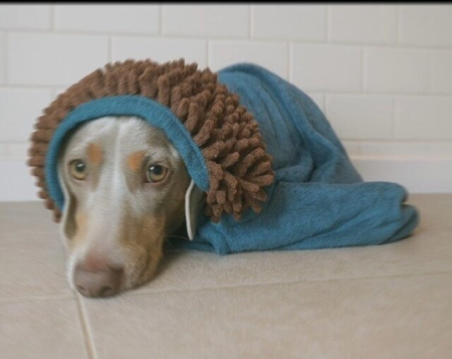 Tealing Smart - Dog Towel + Carry Bag