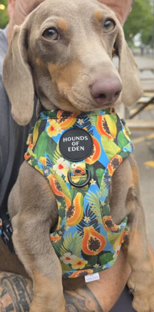 Pupaya Design Dog Harness