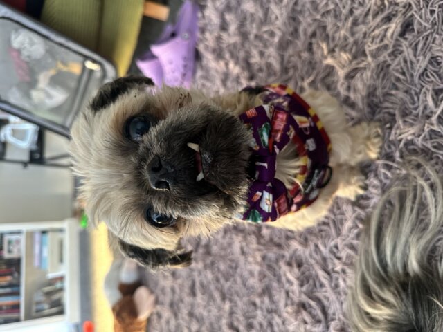 Harry Pawter Design Dog Harness