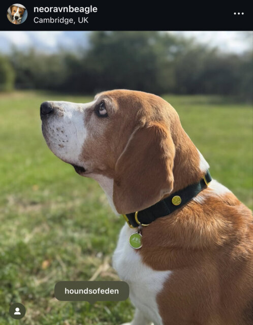 Olive Green Velvet Collar