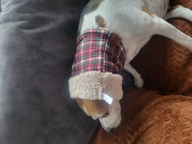 Tartan Me Up - Red & Cream Tartan Dog Snood