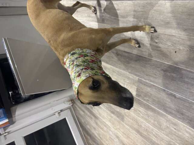 Redecilla para perros de abeto y bayas de invierno