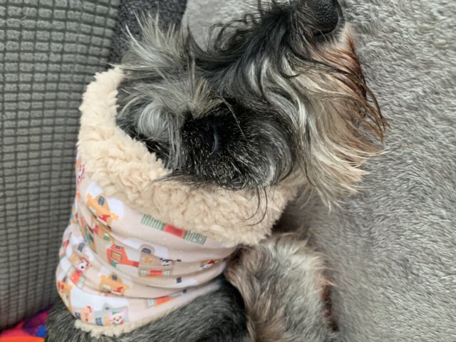 Perrito en la ventana - Redecilla para perros