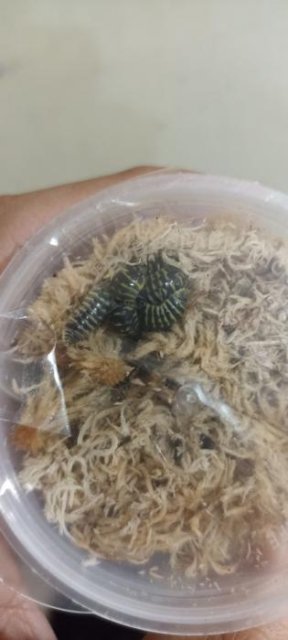 Armadillidium maculatum 'Yellow Zebra'