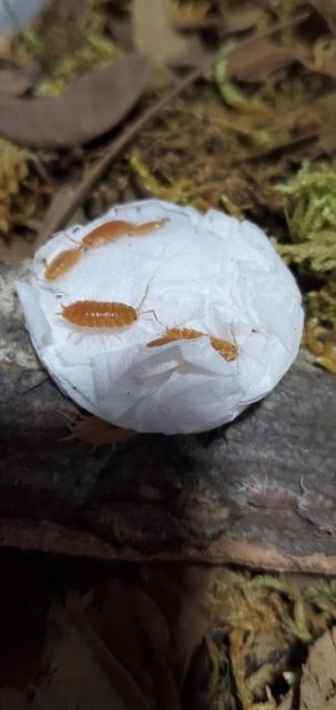 Rainbow Powders Budget Isopod Kit