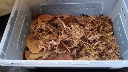 Rainbow Powders Budget Isopod Kit