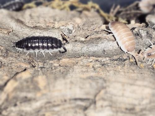 Rainbow Powders Budget Isopod Kit