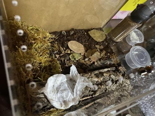 Isopod Terrarium Kit PRO - Small