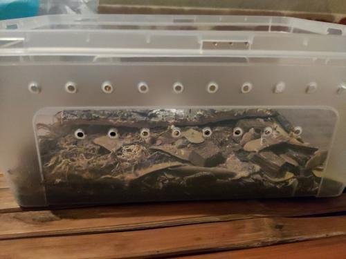 Rainbow Powders Budget Isopod Kit