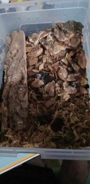 Rainbow Powders Budget Isopod Kit