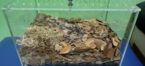 Isopod Terrarium Kit PRO - Small
