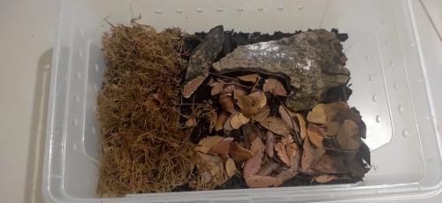 Rainbow Powders Budget Isopod Kit