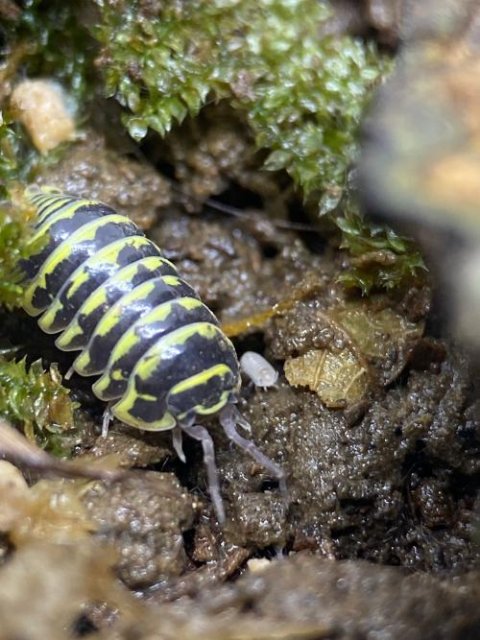 Armadillidium maculatum 'Yellow Zebra'