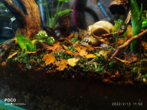 Porcellionides pruinosus 'Red Koi'