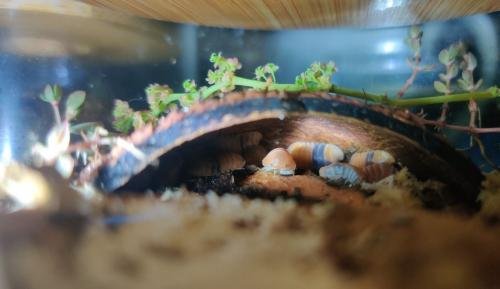 Cubaris sp. 'Amber Ducky'