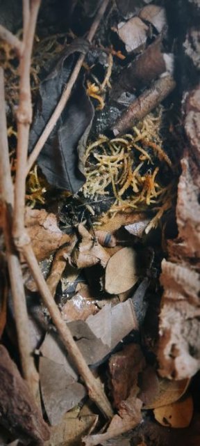 Cubaris sp. 'Amber Ducky'