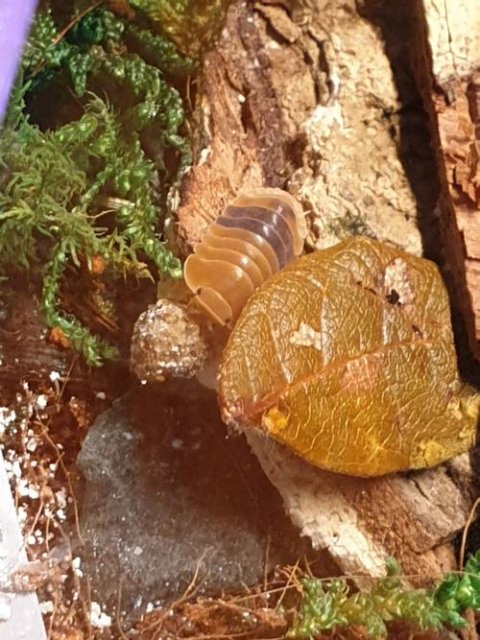 Cubaris sp. 'Amber Ducky'
