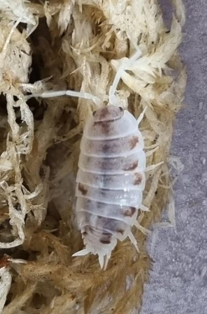 Porcellionides pruinosus 'Red Koi'