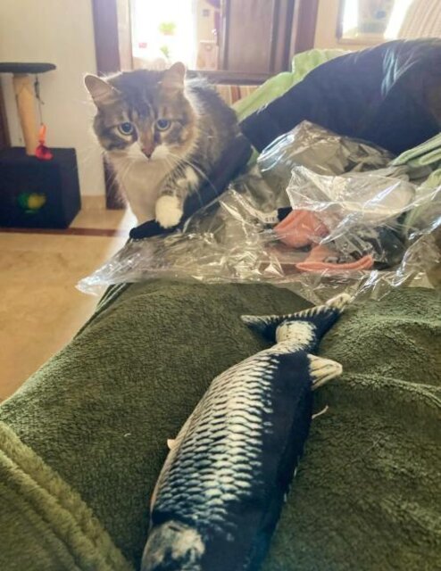 Interactive Floppy Fish Cat Toy - Perfect for Pouncing and Playtime!
