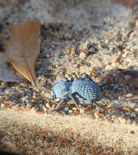 Blue Death Feigning Beetle (Asbolus verrucosus) - Atlantic Aquaculture Blue Death Feigning Beetle (Asbolus verrucosus) - Atlantic Aquaculture