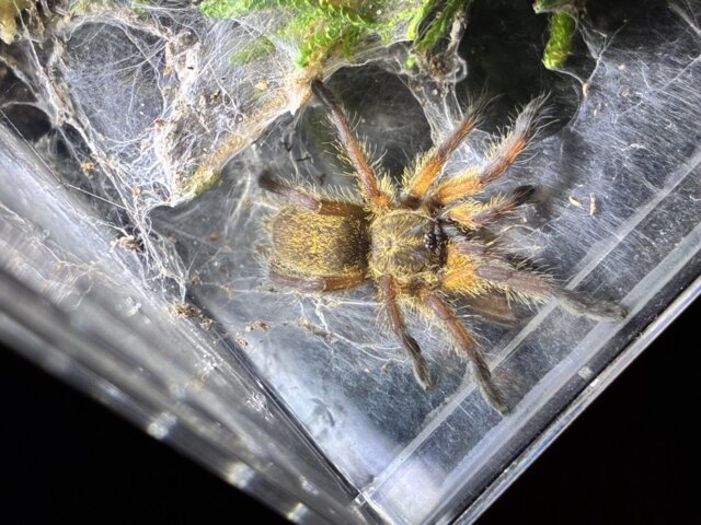 Harpactira pulchripes (Golden Blue Leg Baboon Tarantula) about 3/4