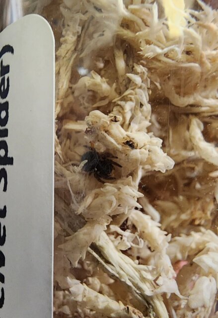 Eresus balcanicus (Turkish Velvet Spider) about 1/8" 🛖Habitat included!