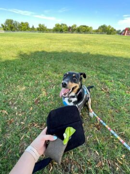 Crossbody Dog Walking Bag review