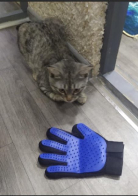 MrFluffyFriend™ - Glove Brush