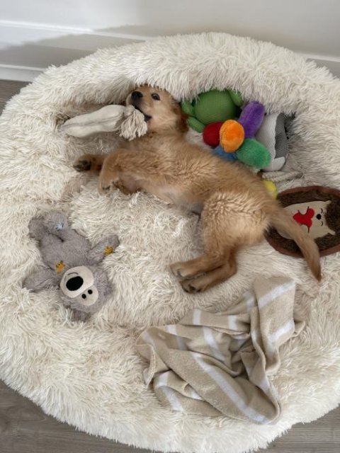 MrFluffyFriend™ - World's #1 Anxiety Relieving Dog Bed
