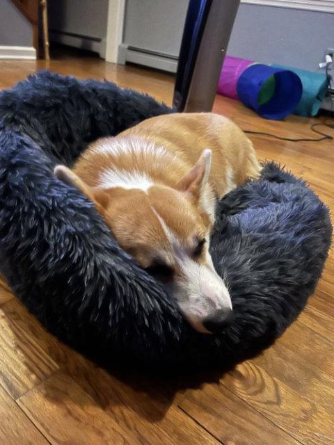 MrFluffyFriend™ - World's #1 Anxiety Relieving Dog Bed