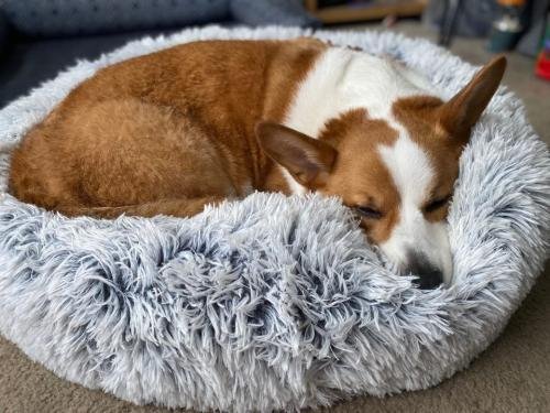 MrFluffyFriend™ - World's #1 Anxiety Relieving Dog Bed