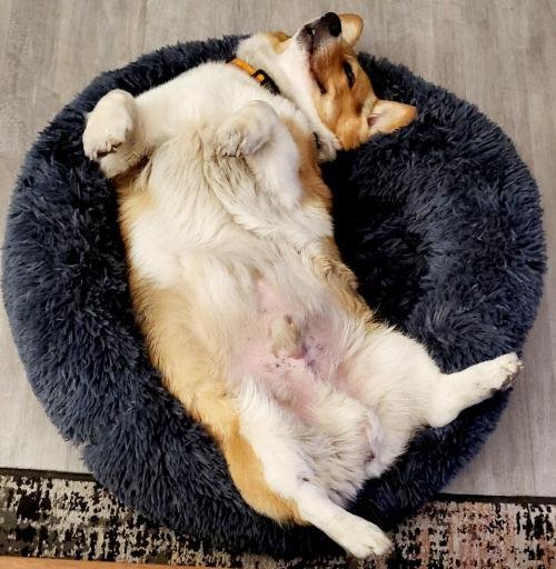 MrFluffyFriend™ - World's #1 Anxiety Relieving Dog Bed