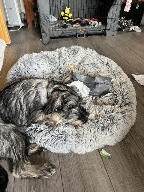 MrFluffyFriend™ - World's #1 Anxiety Relieving Dog Bed
