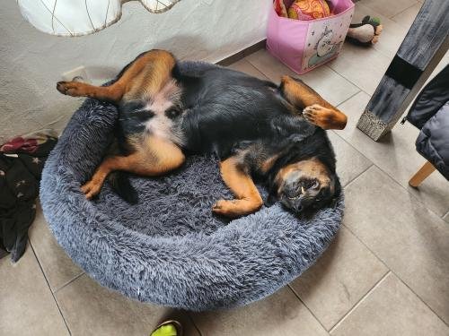 MrFluffyFriend™ - World's #1 Anxiety Relieving Dog Bed
