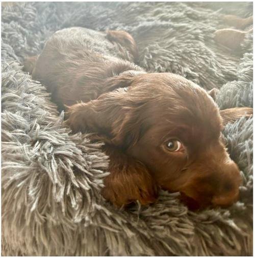 MrFluffyFriend™ - World's #1 Anxiety Relieving Dog Bed