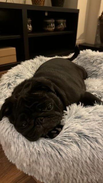 MrFluffyFriend™ - World's #1 Anxiety Relieving Dog Bed