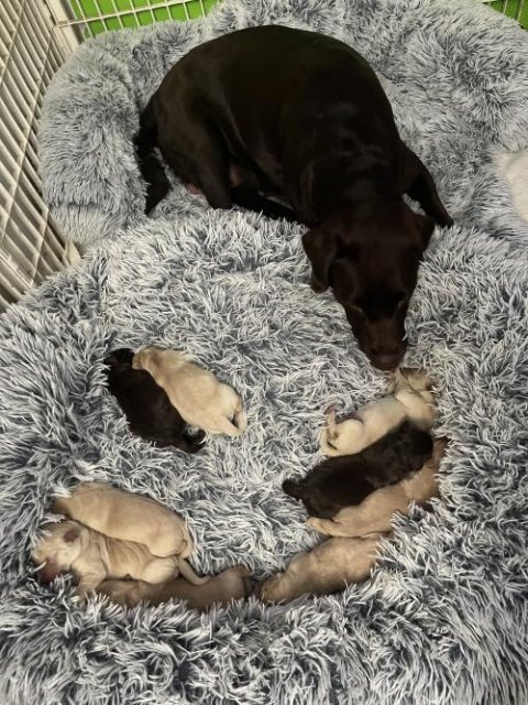 MrFluffyFriend™ - World's #1 Anxiety Relieving Dog Bed