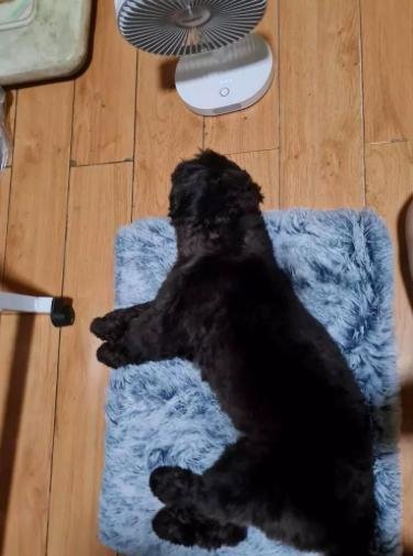 MrFluffyFriend™ - Orthopaedic Pillow