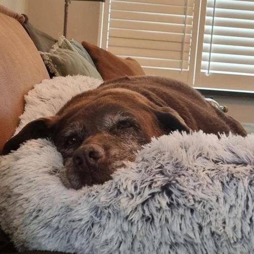 MrFluffyFriend™ - Fluffy Couch Cover for Dogs and Cats