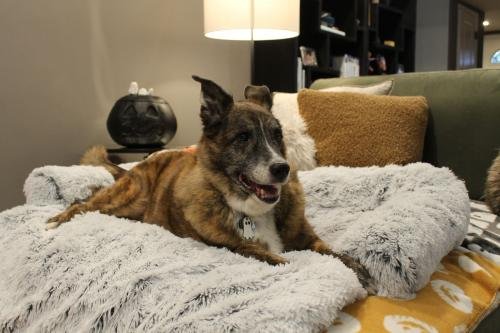 MrFluffyFriend™ - Fluffy Couch Cover for Dogs and Cats