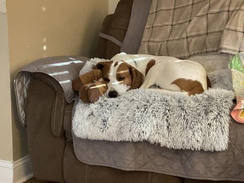 MrFluffyFriend™ - Fluffy Couch Cover for Dogs and Cats