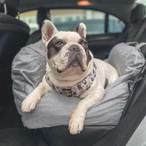Asiento de coche para perros (Razas Pequeñas) – Wiin Mascotas