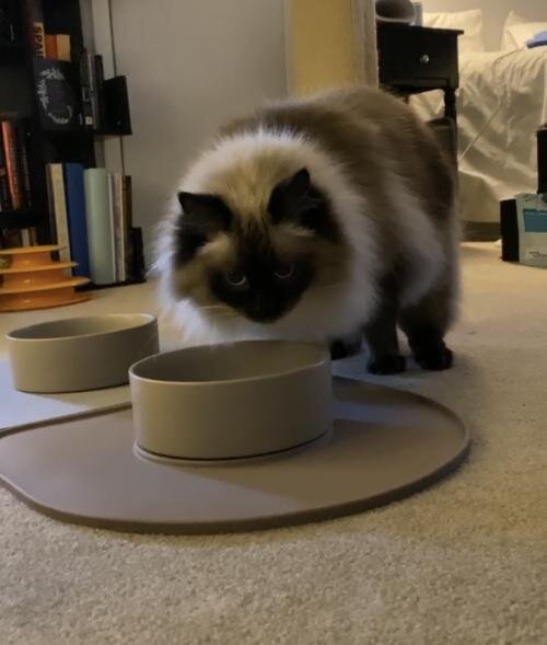 QuickDry Bowl Base