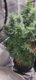 Viparspectra XS2000 LED Grow Light