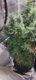 Viparspectra XS2000 LED Grow Light