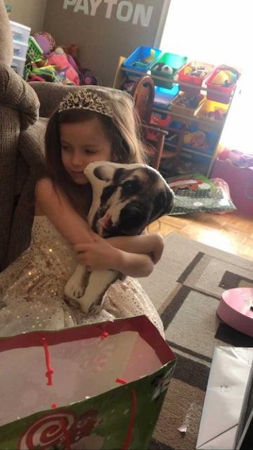 Custom Pet Pillow